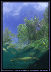 A young Pike Fish close to the surface - 15mm Fisheye fro... by Michel Lonfat 